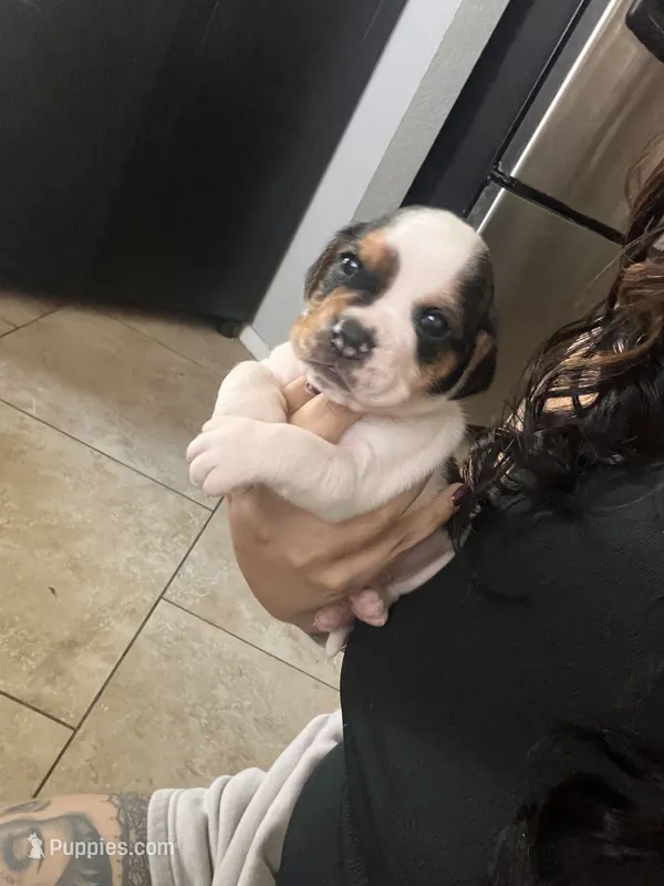 Orange male – English Bulldog puppy for sale in Glendale, AZ
