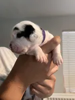 Purple Female, a male English Bulldog and Basset Hound for sale in Glendale, AZ – 4 of 7