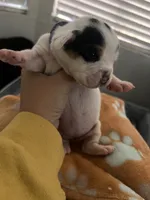 Purple Female, a male English Bulldog and Basset Hound for sale in Glendale, AZ – 3 of 7