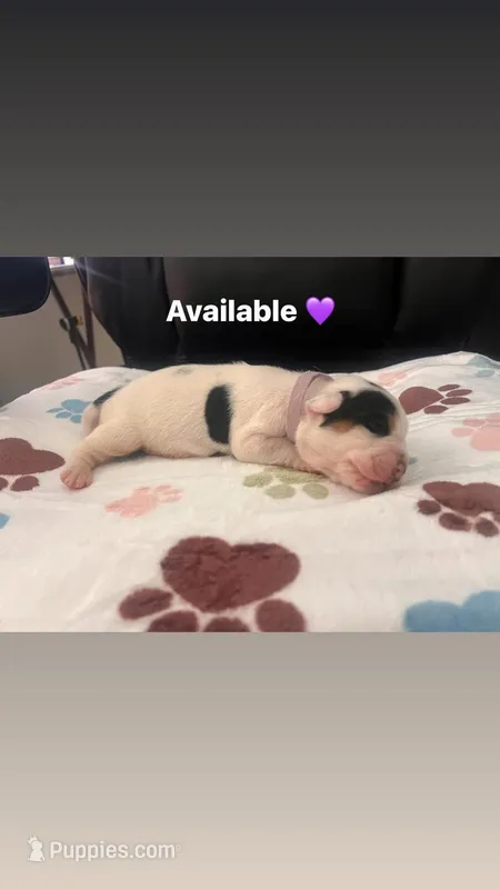 Purple Female – English Bulldog, Basset Hound puppy for sale in Glendale, AZ