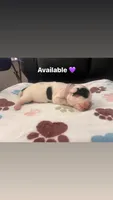 Purple Female, a male English Bulldog and Basset Hound for sale in Glendale, AZ – 1 of 7