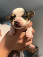 Orange male, a male English Bulldog for sale in Glendale, AZ – 4 of 5