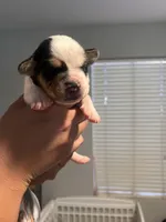 Orange male, a male English Bulldog for sale in Glendale, AZ – 2 of 5