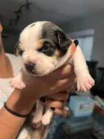 Orange male, a male English Bulldog for sale in Glendale, AZ – 5 of 5