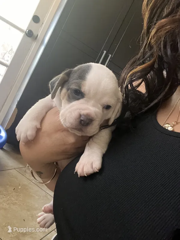 Pink female  – English Bulldog, Basset Hound puppy for sale in Glendale, AZ