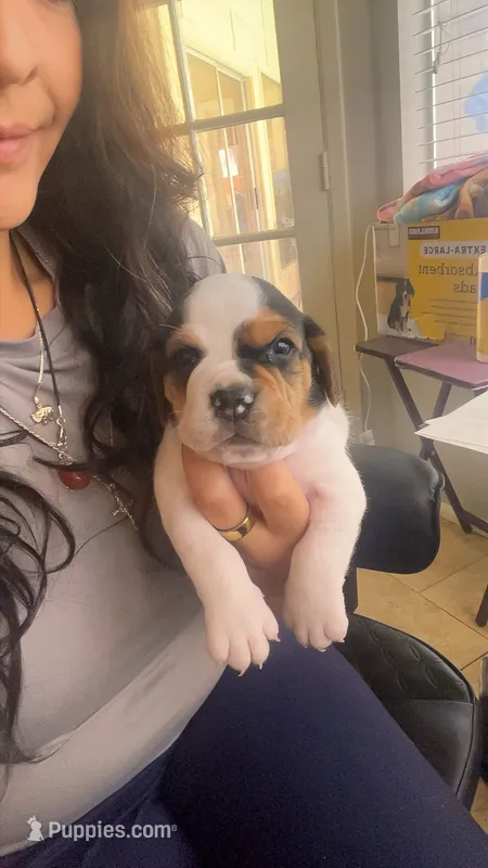 Orange male – English Bulldog puppy for sale in Glendale, AZ