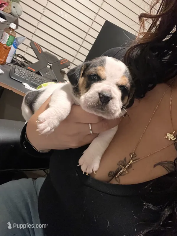 Red female  – English Bulldog, Basset Hound puppy for sale in Glendale, AZ