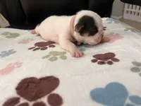 Pink female , a male English Bulldog and Basset Hound for sale in Glendale, AZ – 6 of 6