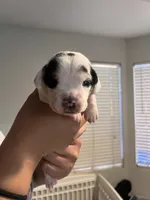 Purple Female, a male English Bulldog and Basset Hound for sale in Glendale, AZ – 2 of 7