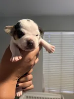 Purple Female, a male English Bulldog and Basset Hound for sale in Glendale, AZ – 5 of 7