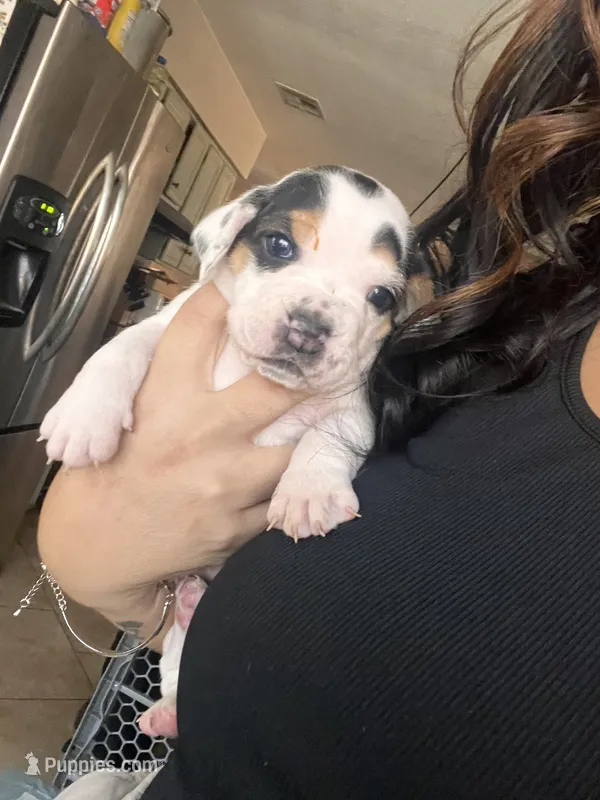 Purple Female – English Bulldog, Basset Hound puppy for sale in Glendale, AZ