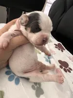 Pink female , a male English Bulldog and Basset Hound for sale in Glendale, AZ – 4 of 6