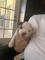 Pink female , a male English Bulldog and Basset Hound for sale in Glendale, AZ – 2 of 6