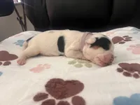 Purple Female, a male English Bulldog and Basset Hound for sale in Glendale, AZ – 7 of 7