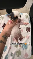 Orange male, a male English Bulldog for sale in Glendale, AZ – 1 of 5