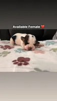 Red female , a male English Bulldog and Basset Hound for sale in Glendale, AZ – 1 of 4