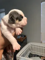 Pink female , a male English Bulldog and Basset Hound for sale in Glendale, AZ – 5 of 6