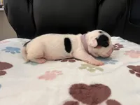 Purple Female, a male English Bulldog and Basset Hound for sale in Glendale, AZ – 6 of 7