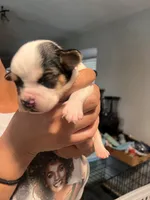 Orange male, a male English Bulldog for sale in Glendale, AZ – 3 of 5