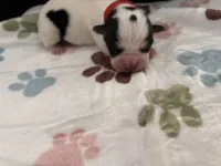 Red female , a male English Bulldog and Basset Hound for sale in Glendale, AZ – 2 of 4