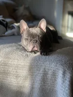 Bruno, a male French Bulldog for sale in East Northport, NY – 9 of 10