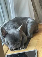 Bruno, a male French Bulldog for sale in East Northport, NY – 2 of 10