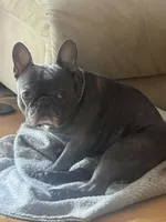 Bruno, a male French Bulldog for sale in East Northport, NY – 8 of 10