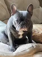 Bruno, a male French Bulldog for sale in East Northport, NY – 4 of 10