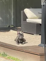 Bruno, a male French Bulldog for sale in East Northport, NY – 6 of 10