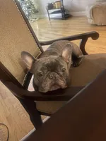 Bruno, a male French Bulldog for sale in East Northport, NY – 7 of 10
