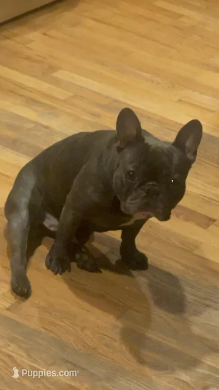 Bruno – French Bulldog puppy for sale in East Northport, NY