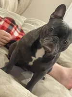 Bruno, a male French Bulldog for sale in East Northport, NY – 3 of 10