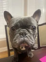 Bruno, a male French Bulldog for sale in East Northport, NY – 5 of 10