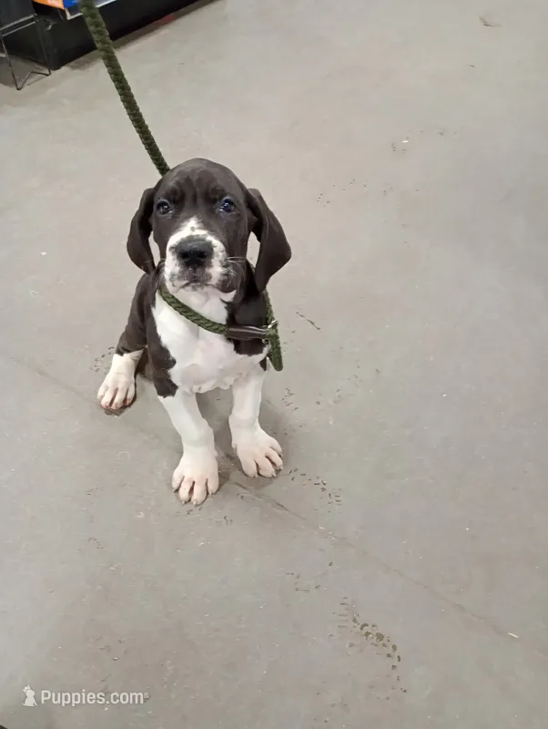 Akc European (Saachi)