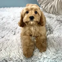 Patsy, a female Cavapoo for sale in Joplin, MO – Photo 5 of 6