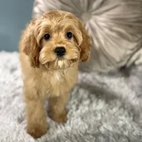 Patsy, a female Cavapoo for sale in Joplin, MO – Photo 1 of 6