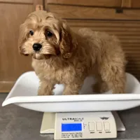 Patsy, a female Cavapoo for sale in Joplin, MO – Photo 6 of 6