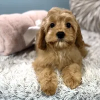 Patsy, a female Cavapoo for sale in Joplin, MO – Photo 3 of 6