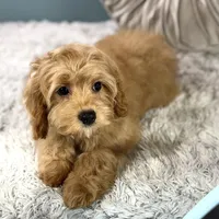 Patsy, a female Cavapoo for sale in Joplin, MO – Photo 4 of 6