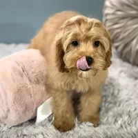 Patsy, a female Cavapoo for sale in Joplin, MO – Photo 2 of 6