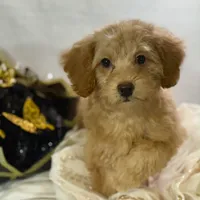 Maple, a female Poodle - Toy  for sale in Joplin, MO – Photo 2 of 7