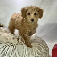 Maple, a female Poodle - Toy  for sale in Joplin, MO – Photo 4 of 7