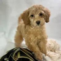 Maple, a female Poodle - Toy  for sale in Joplin, MO – Photo 3 of 7