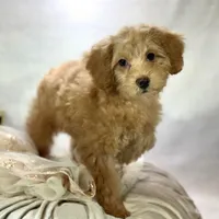 Maple, a female Poodle - Toy  for sale in Joplin, MO – Photo 1 of 7