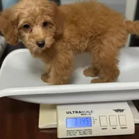 Maple, a female Poodle - Toy  for sale in Joplin, MO – Photo 7 of 7