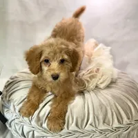 Maple, a female Poodle - Toy  for sale in Joplin, MO – Photo 5 of 7