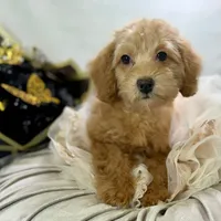 Maple, a female Poodle - Toy  for sale in Joplin, MO – Photo 6 of 7