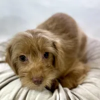 Twix , a male Cavapoo for sale in Joplin, MO – Photo 1 of 4