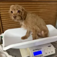 Twix , a male Cavapoo for sale in Joplin, MO – Photo 4 of 4