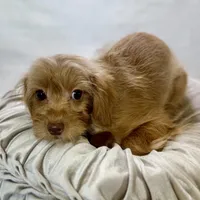 Twix , a male Cavapoo for sale in Joplin, MO – Photo 3 of 4